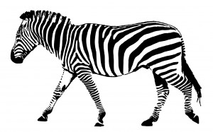 zebra-black-white-stripes